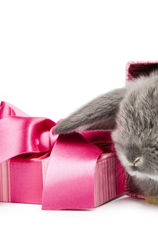 Обои фон, белый, кролик, подарок, коробка, background, white, rabbit, gift, box разрешение 1920x1200 Загрузить