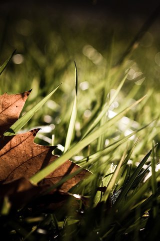 Обои трава, листок, осень, опадают, grass, leaf, autumn, fall разрешение 1920x1200 Загрузить