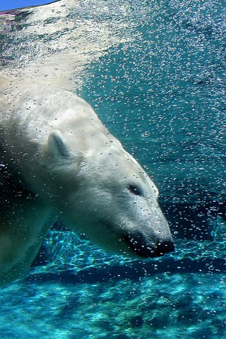 Обои вода, медведь, пузыри, под водой, белый медведь, арктика, water, bear, bubbles, under water, polar bear, arctic разрешение 1920x1200 Загрузить
