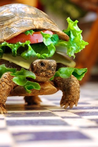 Обои животные, черепаха, бутерброд, юмор, овощи, animals, turtle, sandwich, humor, vegetables разрешение 3008x2000 Загрузить