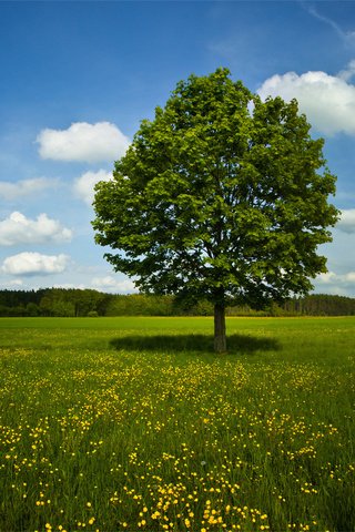 Обои трава, деревья, природа, обои, фото, поле, лето, весна, grass, trees, nature, wallpaper, photo, field, summer, spring разрешение 1920x1200 Загрузить