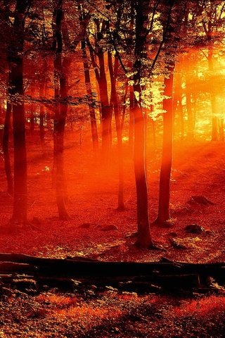 Обои свет, деревья, красный, light, trees, red разрешение 1920x1440 Загрузить