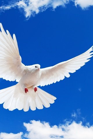 Обои небо, голубь, облака, white dove, полет, крылья, белый, птица, клюв, перья, the sky, dove, clouds, flight, wings, white, bird, beak, feathers разрешение 2560x1600 Загрузить