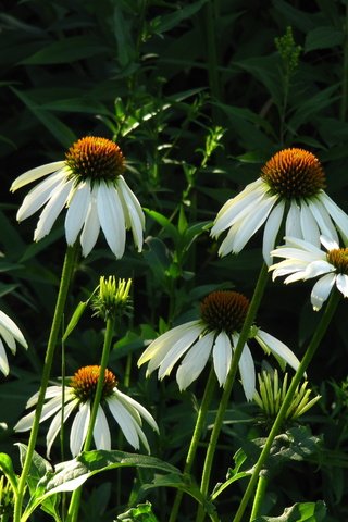 Обои зелень, листья, утро, ромашки, белые, стебли, greens, leaves, morning, chamomile, white, stems разрешение 4000x3000 Загрузить