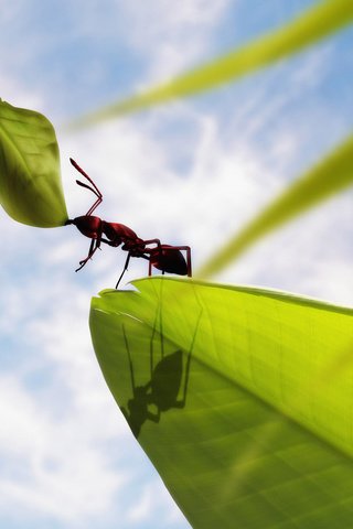 Обои листья, муравей, держит, leaves, ant, keeps разрешение 1920x1200 Загрузить