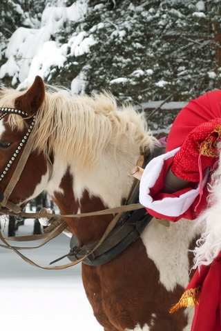 Обои лошадь, новый год, лес, зима, дед мороз, праздник, великий устюг, horse, new year, forest, winter, santa claus, holiday, veliky ustyug разрешение 1920x1200 Загрузить
