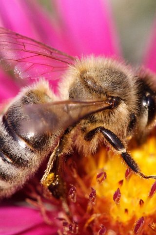 Обои макро, цветок, розовый, пчела, оса, macro, flower, pink, bee, osa разрешение 1920x1200 Загрузить
