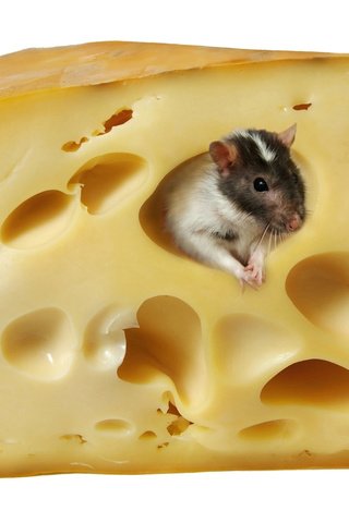 Обои сыр, белый фон, мышь, крыса, cheese, white background, mouse, rat разрешение 4760x3414 Загрузить