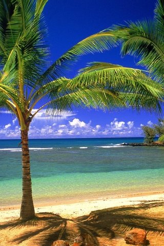 Обои берег, песок, пальмы, shore, sand, palm trees разрешение 1999x1333 Загрузить