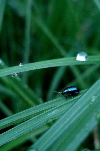 Обои трава, жук, капли, grass, beetle, drops разрешение 3072x2304 Загрузить