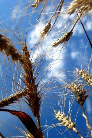 Обои небо, природа, поля, колосья, пшеница, the sky, nature, field, ears, wheat разрешение 1920x1440 Загрузить