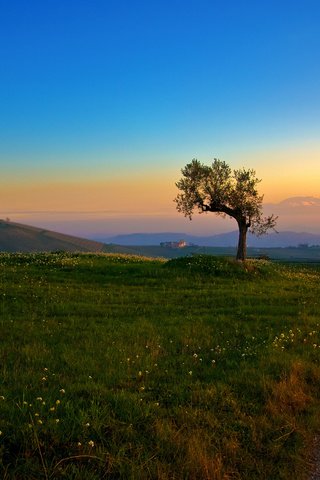 Обои дорога, трава, холмы, дерево, утро, road, grass, hills, tree, morning разрешение 2560x1600 Загрузить