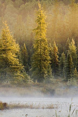 Обои деревья, природа, лес, туман, водоем, дымка, местность, trees, nature, forest, fog, pond, haze, the area разрешение 1920x1080 Загрузить