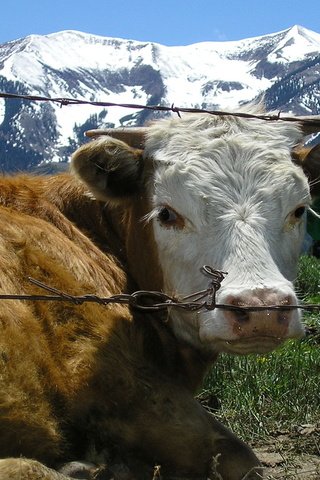 Обои трава, горы, проволока, ограждение, корова, grass, mountains, wire, the fence, cow разрешение 1920x1200 Загрузить
