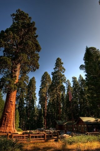 Обои деревья, лес, стволы, домики, калифорния, sequoia national park, секвойи, секвойя, национальный парк секвойя, турбаза, trees, forest, trunks, houses, ca, sequoia разрешение 1920x1080 Загрузить