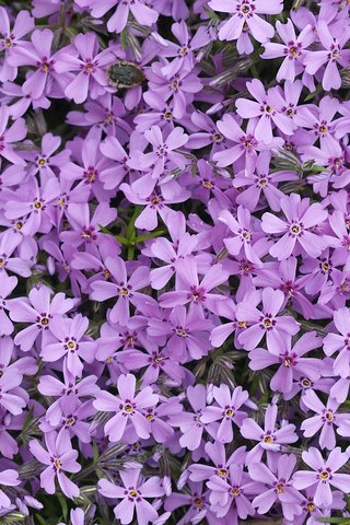 Обои цветы, лепестки, сиреневые, флоксы, флокс, flowers, petals, lilac, phlox разрешение 2560x1600 Загрузить