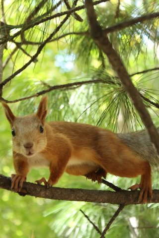 Обои деревья, природа, хвоя, ветки, животное, белка, trees, nature, needles, branches, animal, protein разрешение 2560x1600 Загрузить