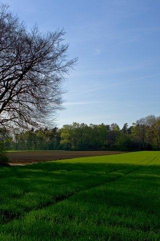 Обои небо, трава, деревья, поле, the sky, grass, trees, field разрешение 1920x1080 Загрузить