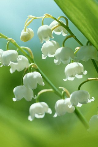 Обои цветы, ландыши, белые, flowers, lilies of the valley, white разрешение 2560x1920 Загрузить