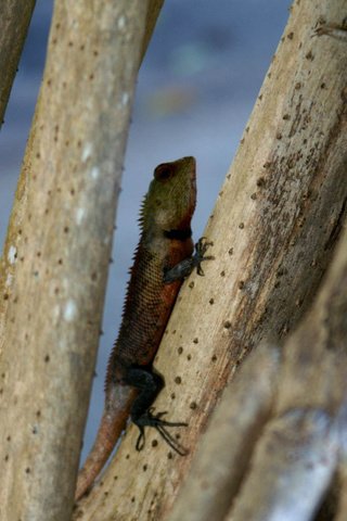 Обои ящерица, рептилия, пресмыкающиеся, lizard, reptile, reptiles разрешение 2256x1496 Загрузить