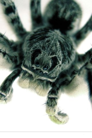 Обои паук, большой, страшный, spider, large, terrible разрешение 2048x1536 Загрузить
