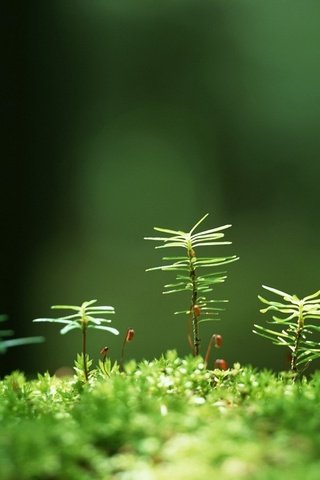 Обои трава, растения, макро, размытость, мох, росток, grass, plants, macro, blur, moss, rostock разрешение 1920x1200 Загрузить