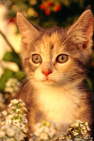 Обои цветы, кот, мордочка, кошка, взгляд, котенок, flowers, cat, muzzle, look, kitty разрешение 1920x1200 Загрузить