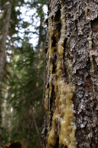 Обои дерево, ствол, кора, ствол дерева, смола, tree, trunk, bark, the trunk of the tree разрешение 1920x1200 Загрузить