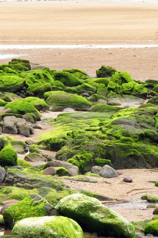 Обои природа, мох, камни, берег, море, песок, пляж, побережье, океан, nature, moss, stones, shore, sea, sand, beach, coast, the ocean разрешение 2560x1920 Загрузить