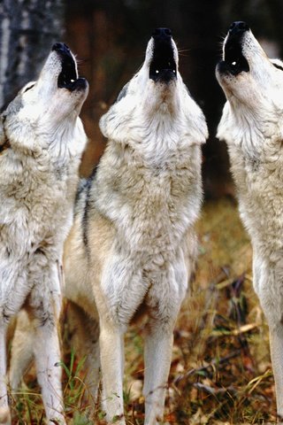 Обои волки, воют, волк, трое, wolves, howl, wolf, three разрешение 1920x1080 Загрузить