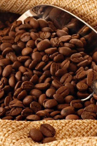 Обои зерна, кофе, мешок, кофейные зерна, совок, grain, coffee, bag, coffee beans, scoop разрешение 1920x1200 Загрузить
