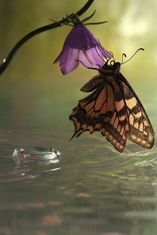 Обои макро, колокольчик, насекомое, цветок, капли, бабочка, крылья, дождь, лужа, macro, bell, insect, flower, drops, butterfly, wings, rain, puddle разрешение 1920x1200 Загрузить