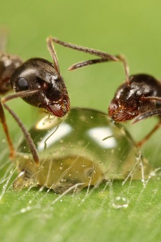 Обои макро, капля, насекомые, муравей, муравьи, macro, drop, insects, ant, ants разрешение 1920x1200 Загрузить