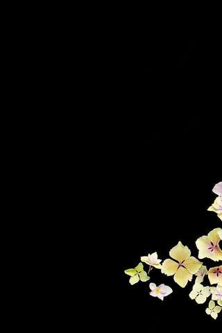 Обои цветы, черный фон, цветочки, для рабочего стола, гортензия, flowers, black background, for your desktop, hydrangea разрешение 2560x1600 Загрузить