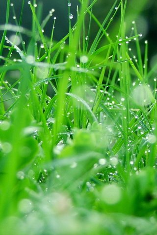 Обои трава, природа, зелень, роса, капли, grass, nature, greens, rosa, drops разрешение 1920x1440 Загрузить