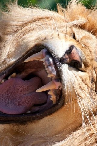 Обои морда, большая кошка, зубы, лев, оскал, рык, рев, face, big cat, teeth, leo, grin, roar разрешение 1920x1200 Загрузить
