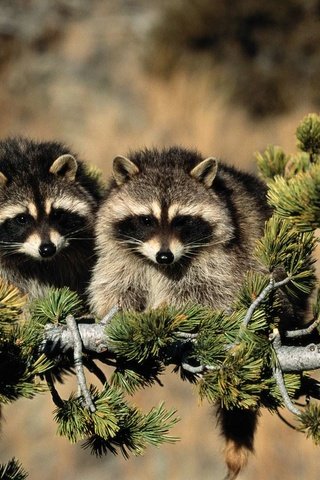 Обои дерево, животные, еноты, енот-полоскун, tree, animals, raccoons, raccoon разрешение 1920x1200 Загрузить