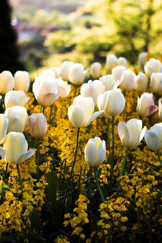 Обои тюльпаны, свет, белые, цветы, желтые, солнце, сквер, цвета, клумба, парк, блики, размытость, весна, tulips, light, white, flowers, yellow, the sun, square, color, flowerbed, park, glare, blur, spring разрешение 1920x1080 Загрузить