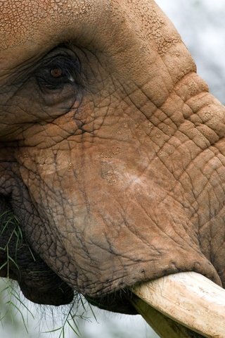 Обои морда, животные, слон, уши, хобот, крупным планом, бивни, face, animals, elephant, ears, trunk, closeup, tusks разрешение 2560x1440 Загрузить