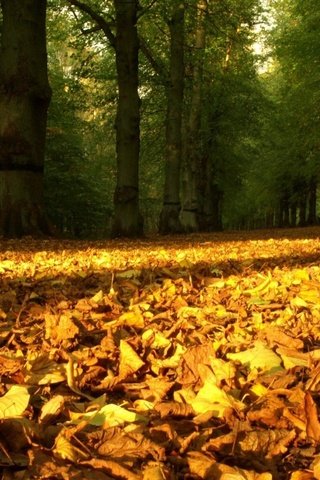 Обои природа, листья, осень, время года, опавшие листья, nature, leaves, autumn, time of the year, fallen leaves разрешение 1920x1200 Загрузить