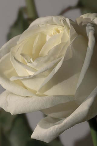 Обои макро, цветок, роза, бутон, белая, macro, flower, rose, bud, white разрешение 2048x1550 Загрузить