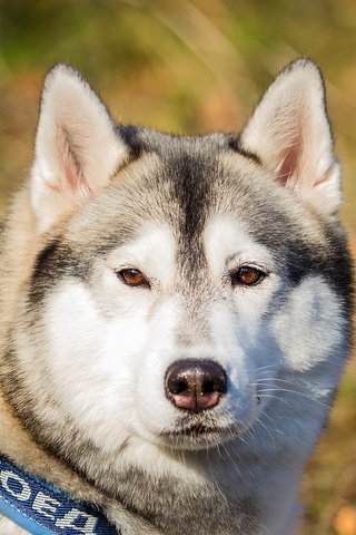 Обои взгляд, собака, друг, маламут, аляскинский маламут, look, dog, each, malamute, alaskan malamute разрешение 2560x1600 Загрузить