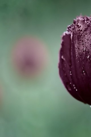 Обои макро, капли, тюльпан, macro, drops, tulip разрешение 1920x1200 Загрузить