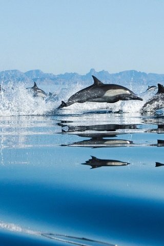 Обои вода, море, брызги, дельфины, прыжки, water, sea, squirt, dolphins, jumping разрешение 1920x1200 Загрузить