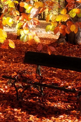Обои листья, парк, осень, скамейка, скамья, leaves, park, autumn, bench разрешение 2560x1600 Загрузить