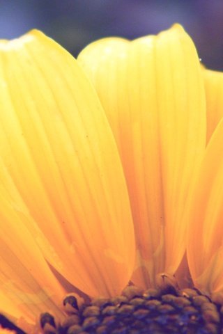 Обои желтый, макро, подсолнух, makro, podsolnux, zheltyj, yellow, macro, sunflower разрешение 1920x1200 Загрузить