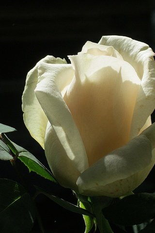 Обои цветок, роза, белая, cvetok, roza, belaya, flower, rose, white разрешение 1920x1440 Загрузить