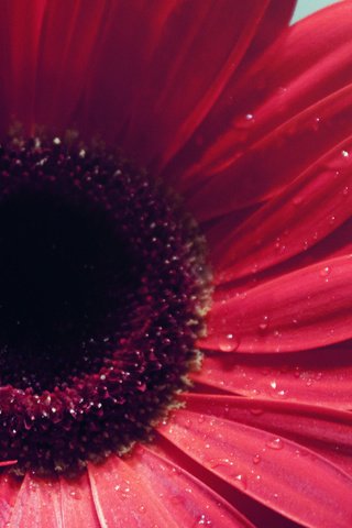 Обои гербера, makro, krasnaya, леспестки, gerbera, lepestki разрешение 2560x1440 Загрузить