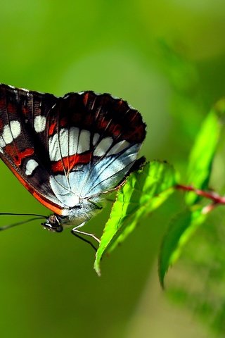 Обои ветка, листья, макро, бабочка, крылья, насекомые, branch, leaves, macro, butterfly, wings, insects разрешение 1920x1200 Загрузить