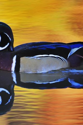 Обои вода, отражение, птица, утка, плывет, селезень, water, reflection, bird, duck, floats, drake разрешение 1920x1080 Загрузить